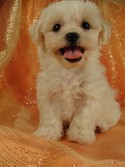 Male Shih tzu bichon Pup for sale Ready August 2012